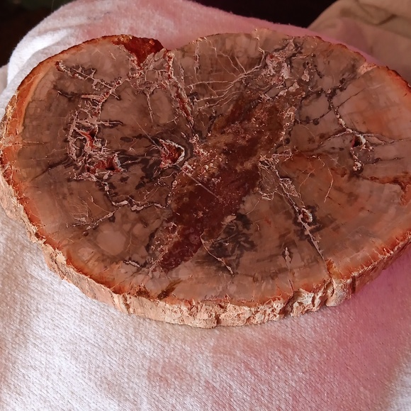 Large petrified wood slice 27.7 oz - Picture 5 of 6
